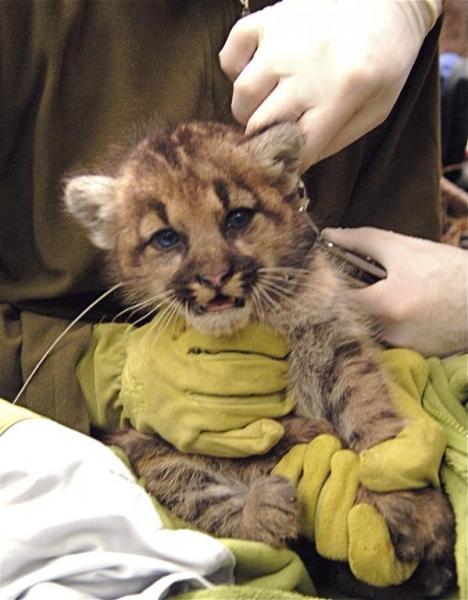 Photo 1 from FELIDAE CONSERVATION FUND